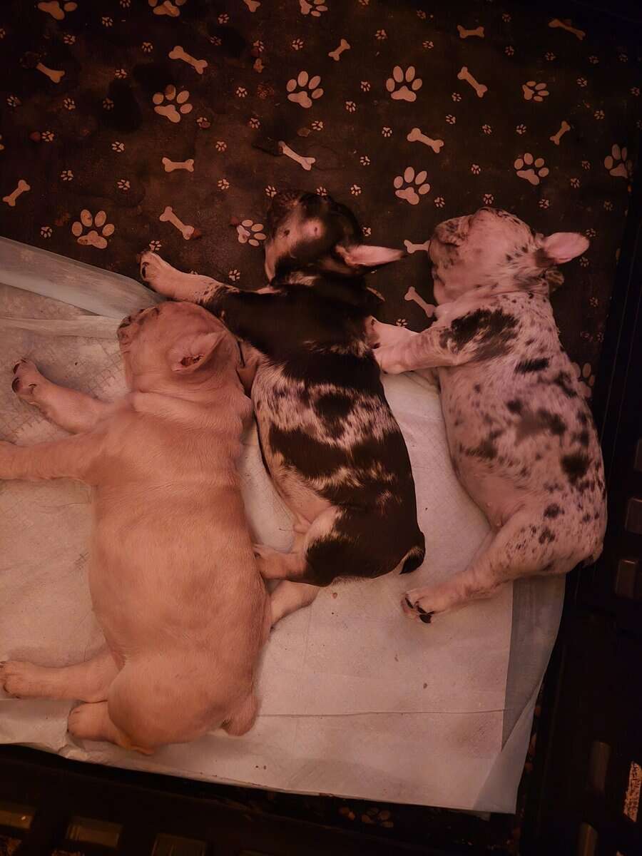 Frenchies ready for forever homes image 5