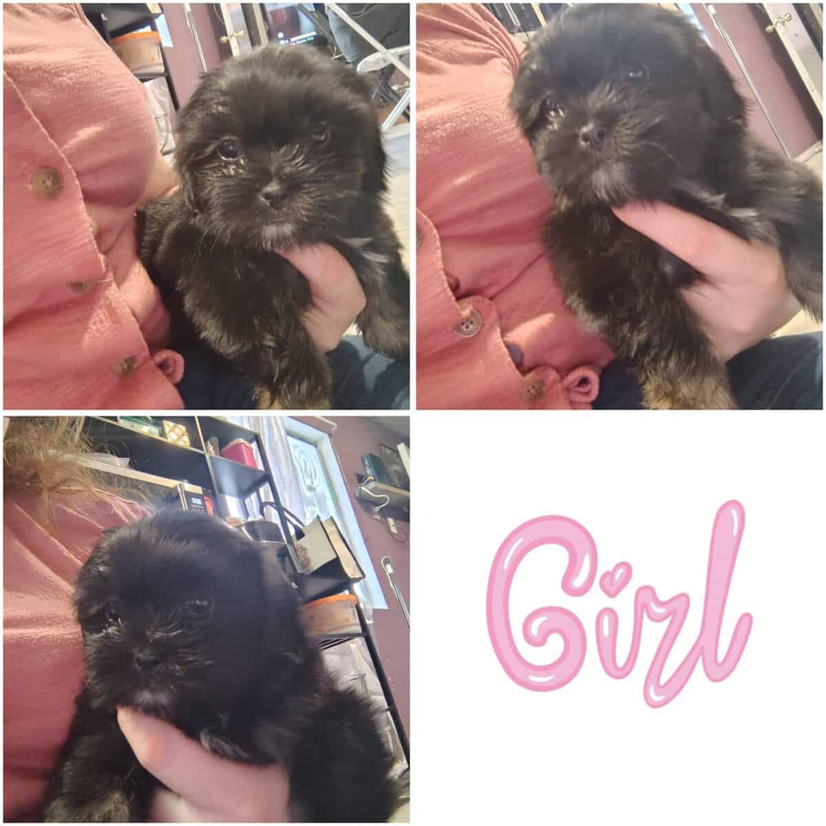 Maltese ShihTzu image 5