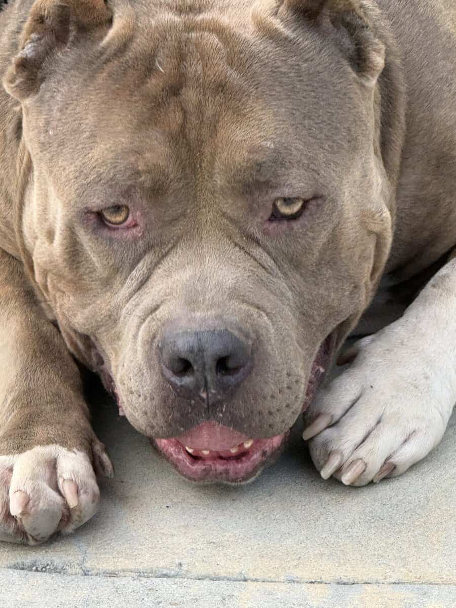Standard brindle male bully open for stud image 11