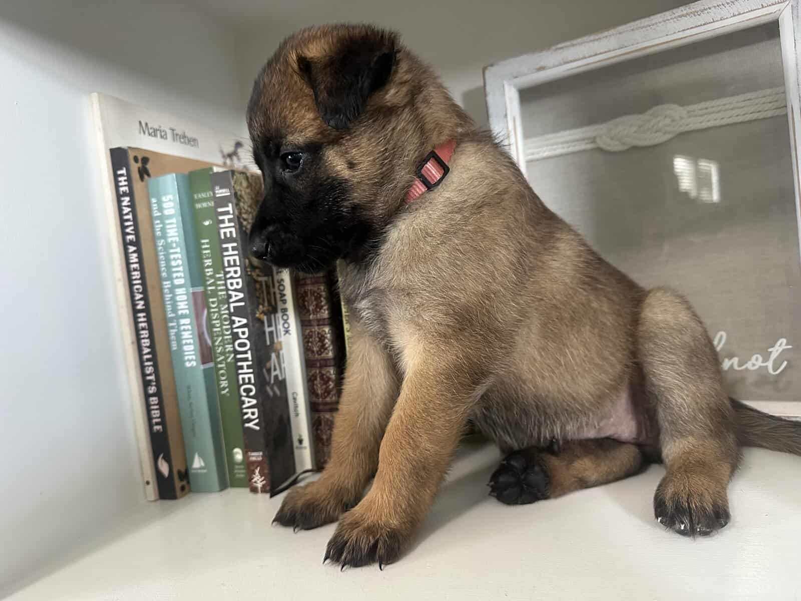 Belgian Malinois image 5