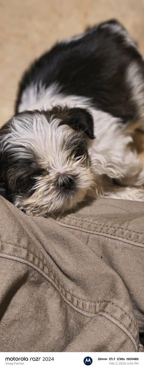 Puppies for loving home image 4