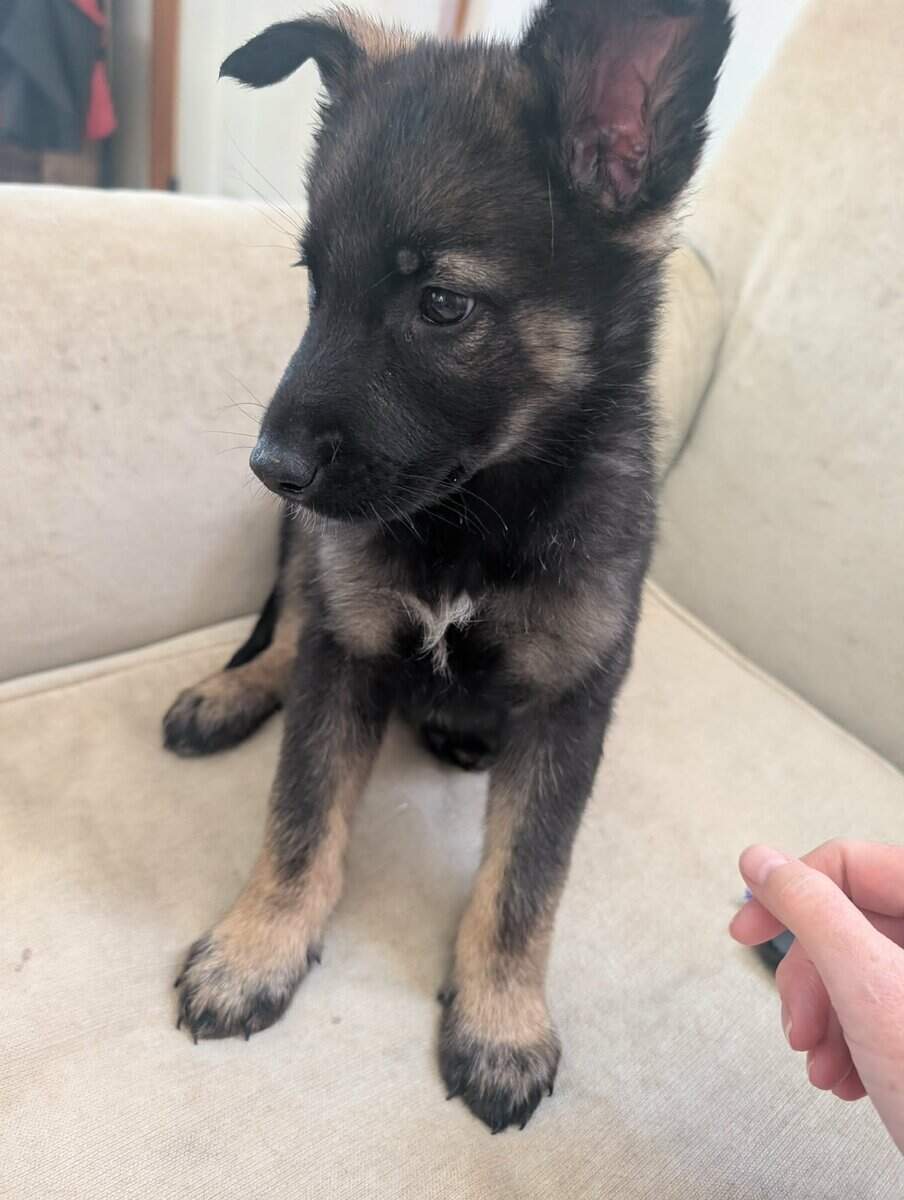belgium malinois and eastern shepard mix image 2