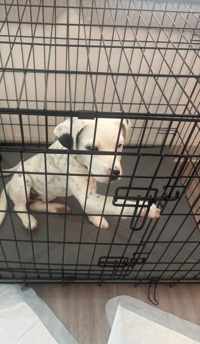 Free 3 mo old male American bully terrier mix image 1