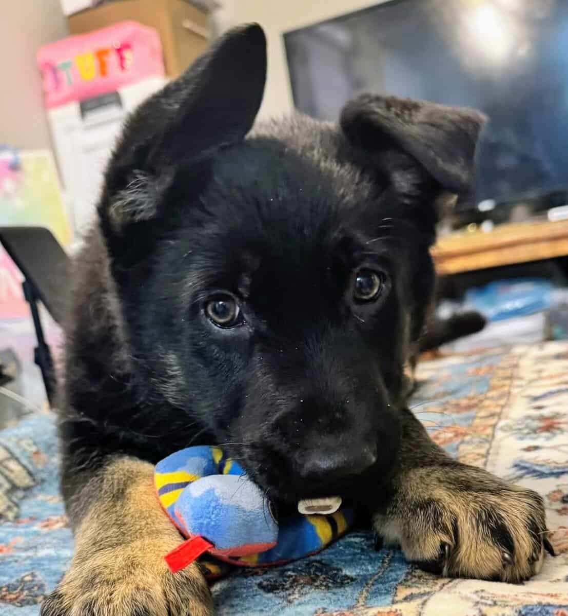 Akc German Shepherd Pup image 1