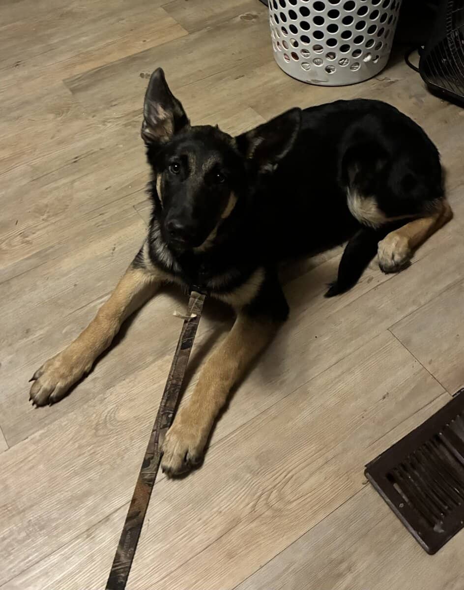 Obedient German Shepherd Puppy image 2
