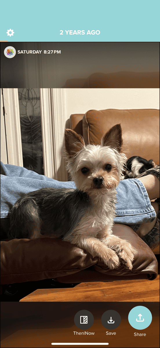 Yorkshire Terrier Puppies image 2