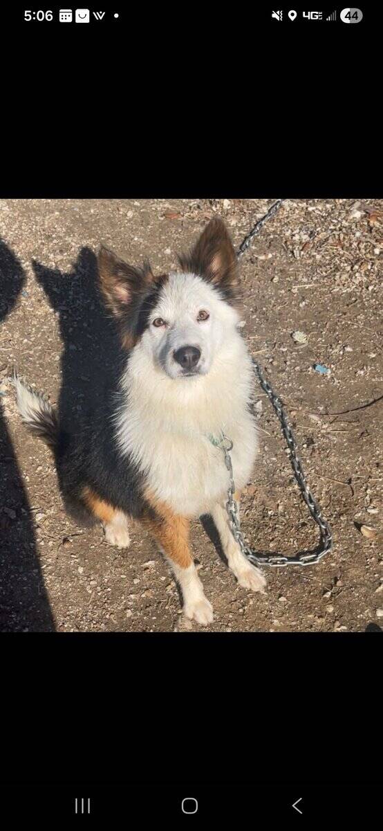 Australian shepherd mix image 6