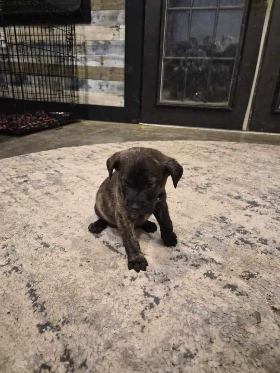 FREE PUPPY TO LOVING HOME image 5