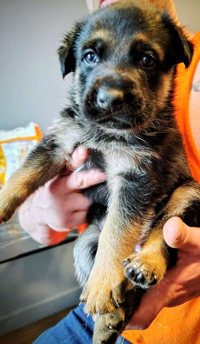 German shepherd image 1