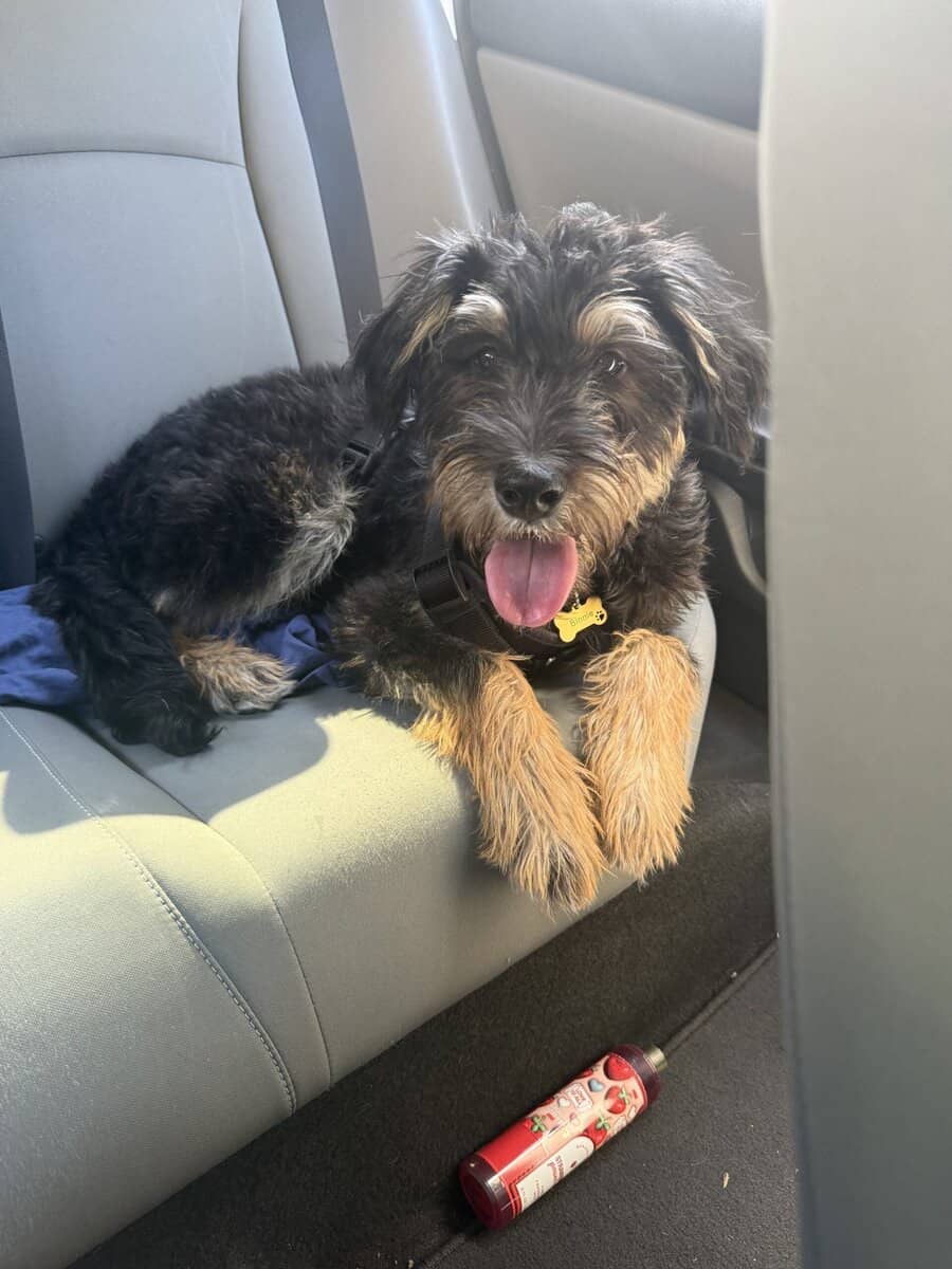 Schnauzer Puppy image 1