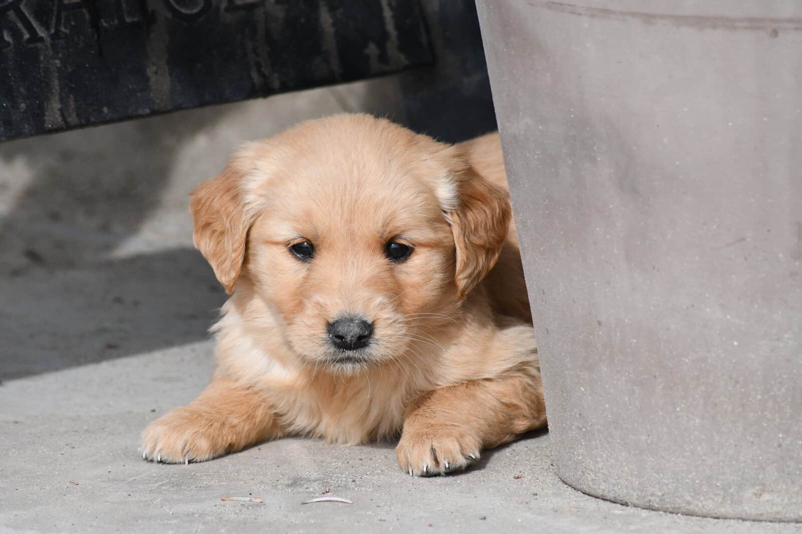 Purebred Golden Retriever papered image 9