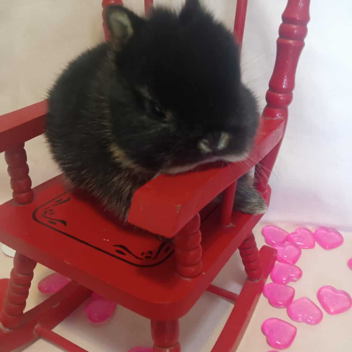 Valentine's Day Netherland dwarf babies ♥️ image 3