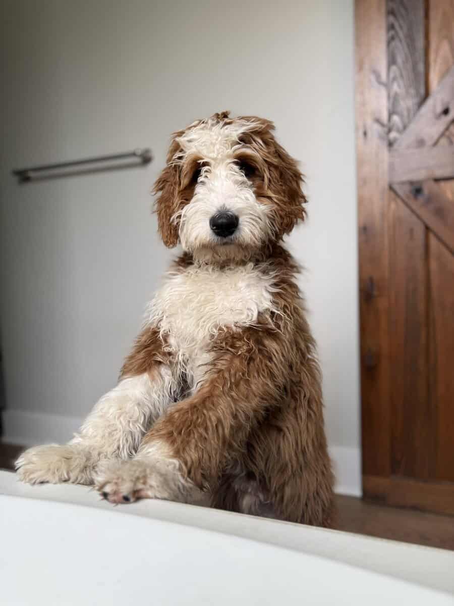 Tater (Bernedoodle F1) Needs a Home image 3