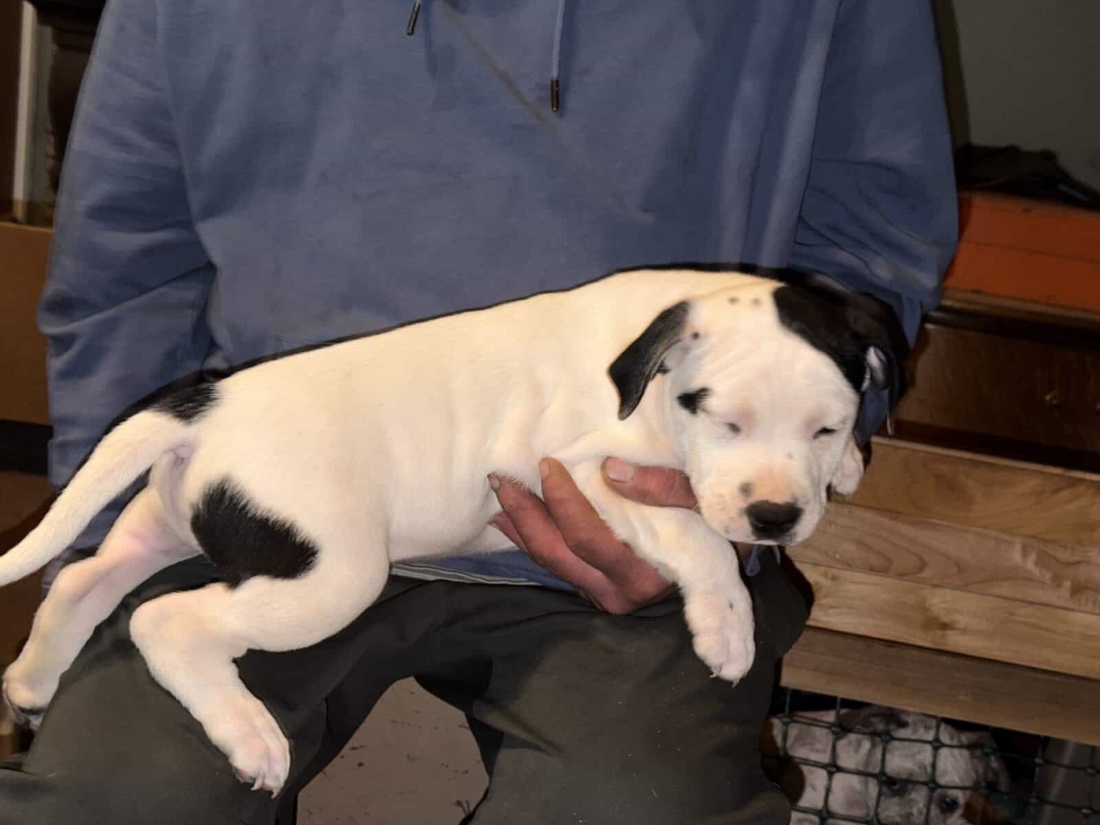Adorable Staffordshire Terrier pups image 3