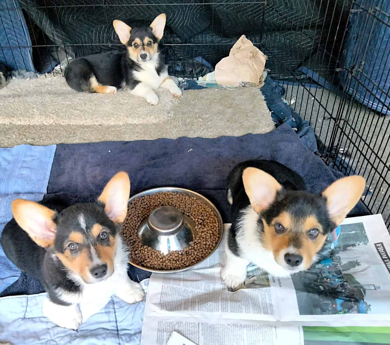 Fun Loving Corgi Puppies Ready for Their New Homes image 4