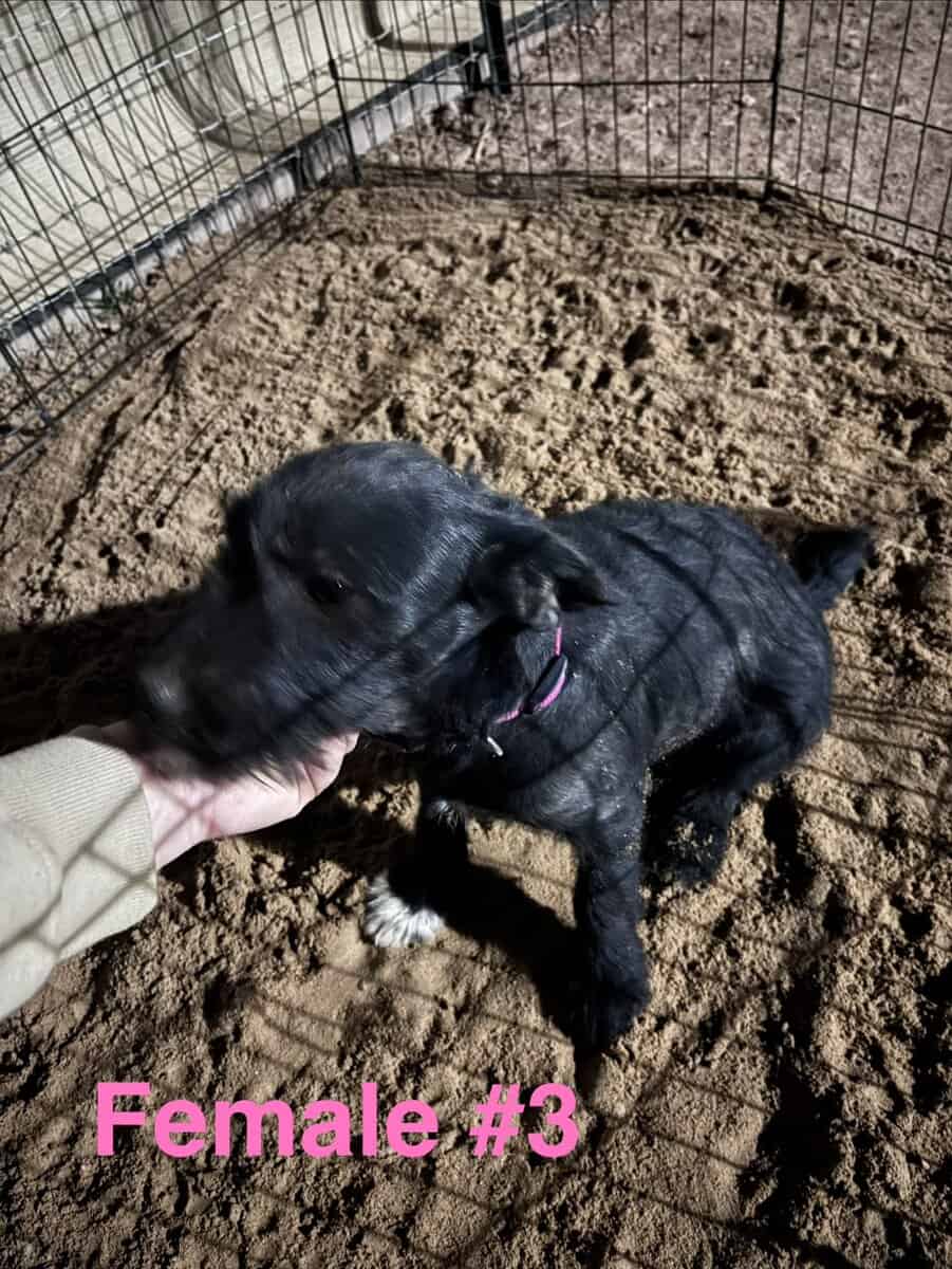 Schnauzer mix image 11