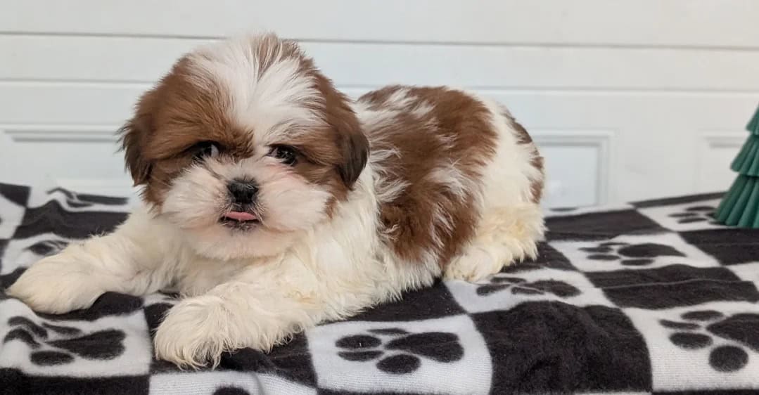 Sweet Teddy Bear pups image 3