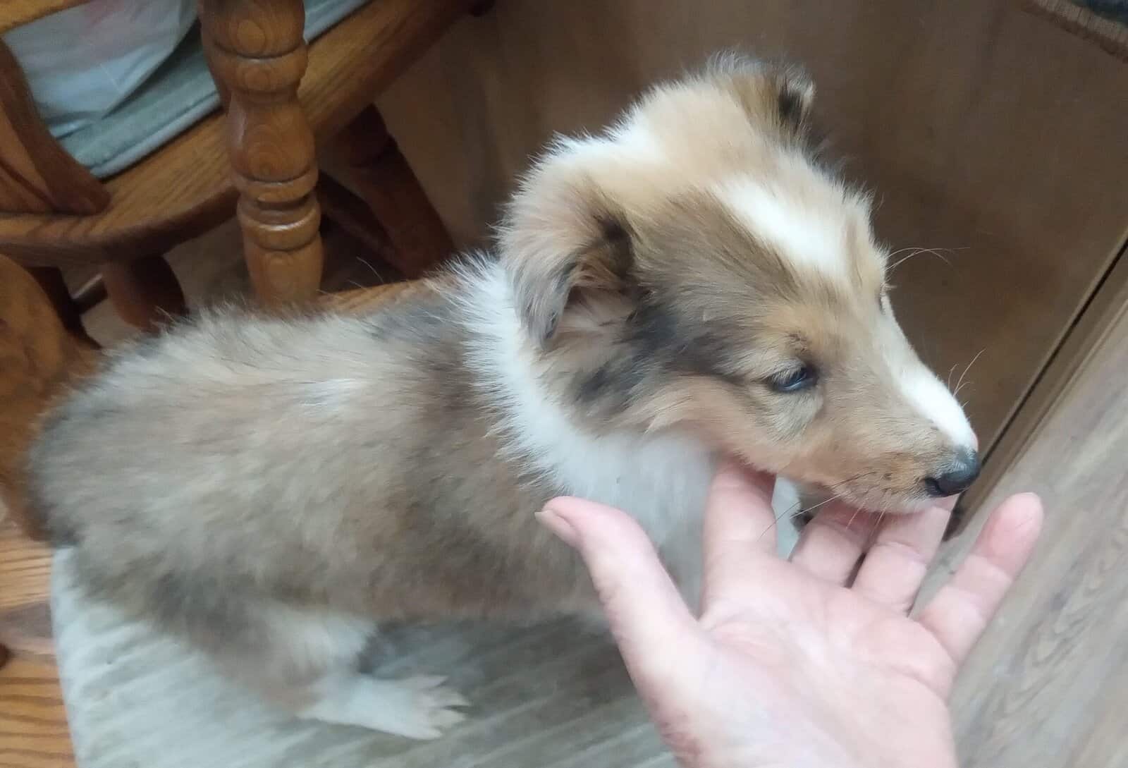 Beautiful Collie (Rough) Puppies image 3