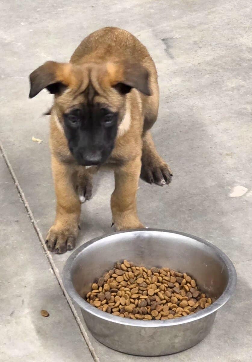 Purebred Belgian Malinois puppies. Now available image 2