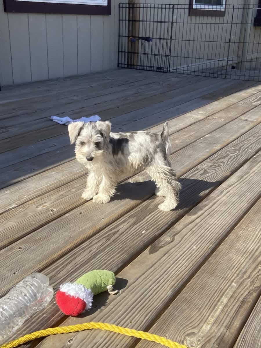 Mini Schnauzers image 3
