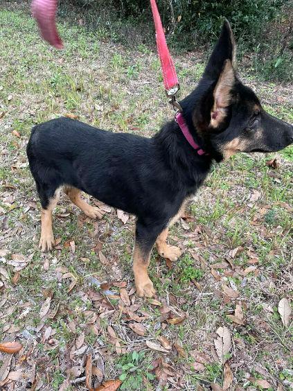 Akc German Shepherd Puppies image 3