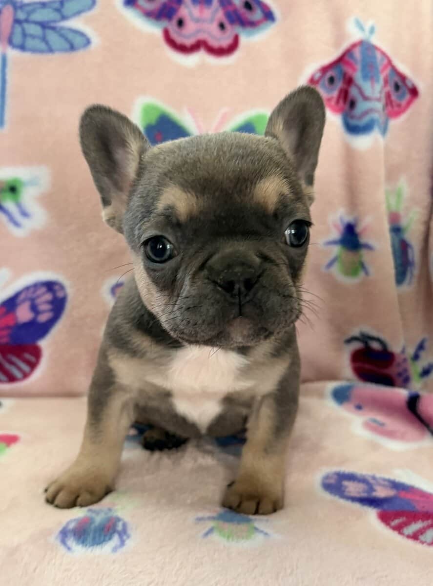 French bulldog puppys image 2