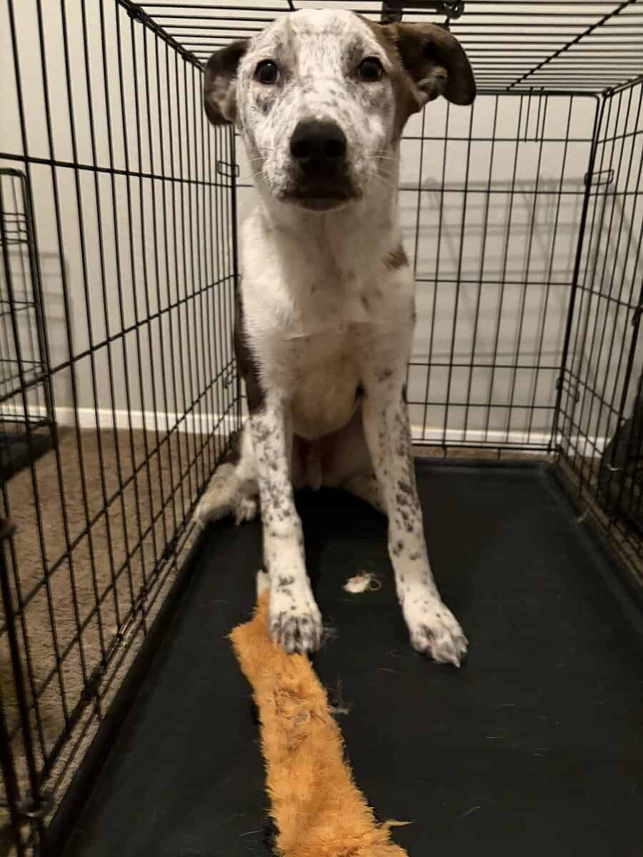 Australian Shepherd/ Cattle Dog Puppy image 2