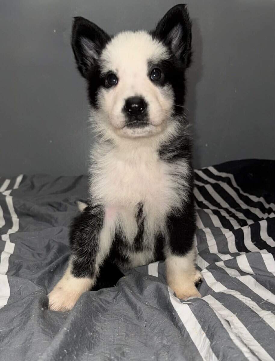 German Shepherd Puppies image 4