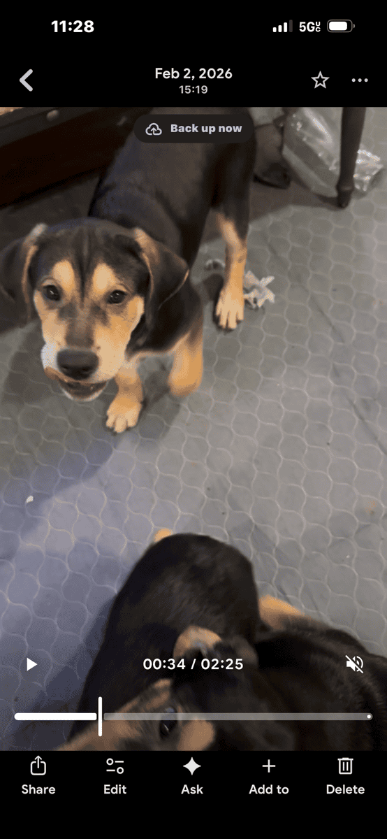 Rottie/Pointer mix puppies-free image 6