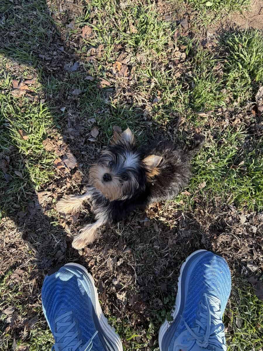 Yorkie puppy image 4