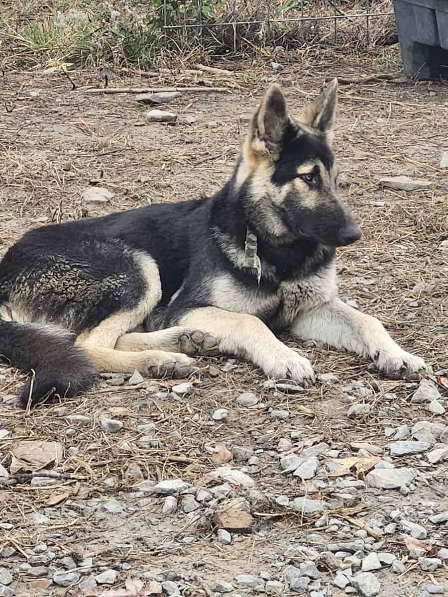 King shepard stud image 2