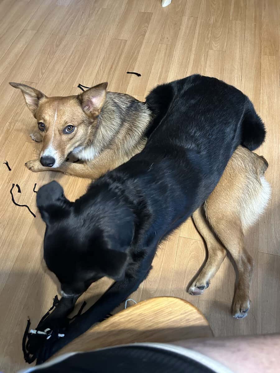 REHOMING our dogs image 2