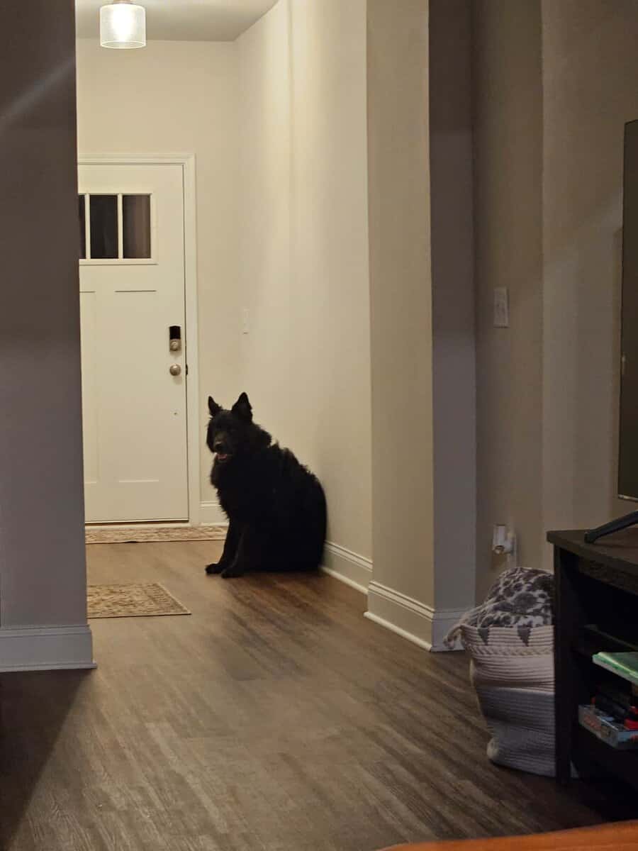 6 year old service dog Chief house broken trained. image 4