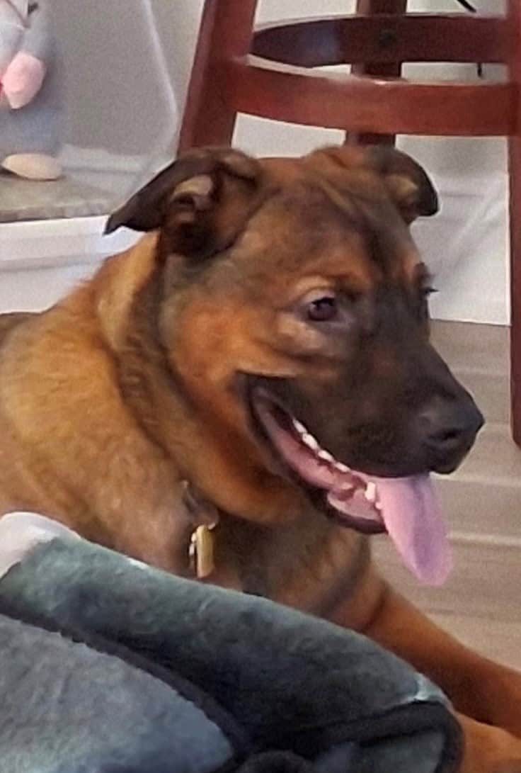 13 Month old Australian Cattle Dog image 1