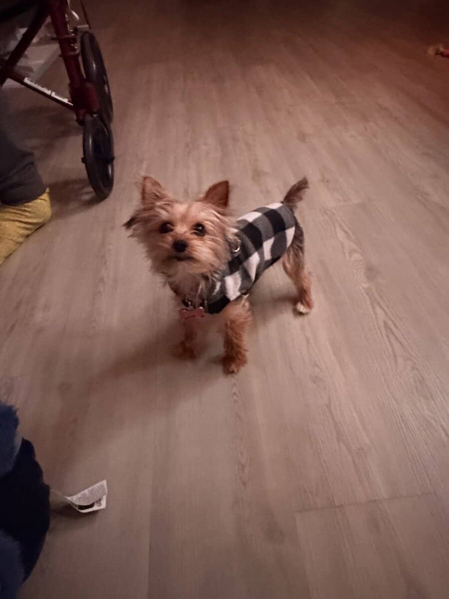 Teacup Yorkie (f/6 months old) image 1