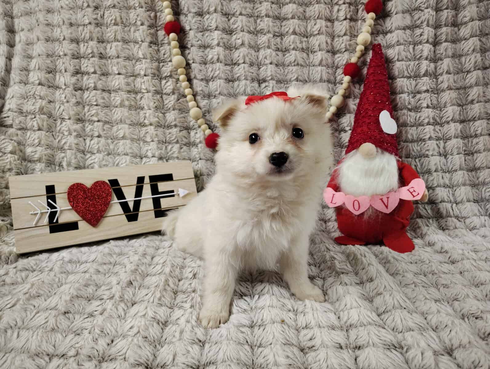 puppies, females available $350 Columbia city utd image 2