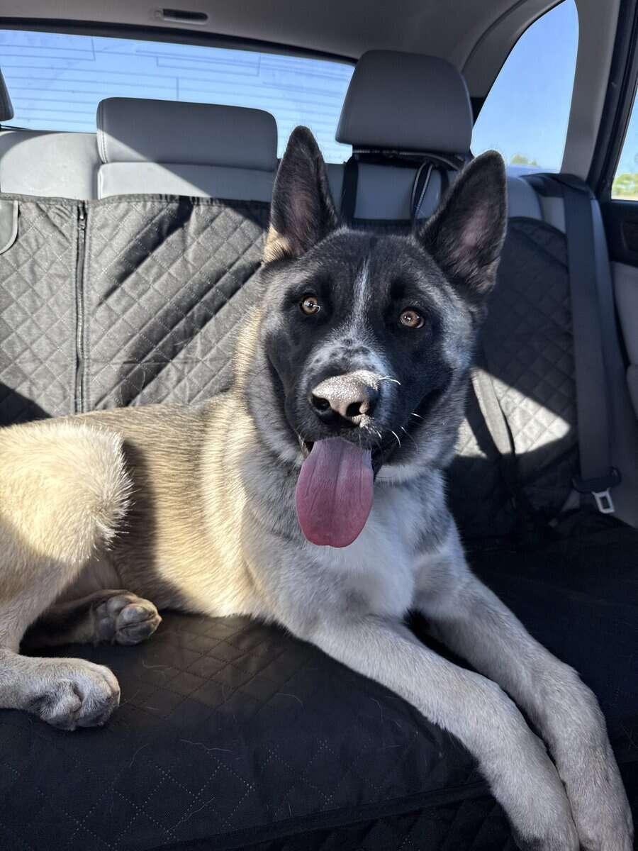 Husky Akita Mix image 4