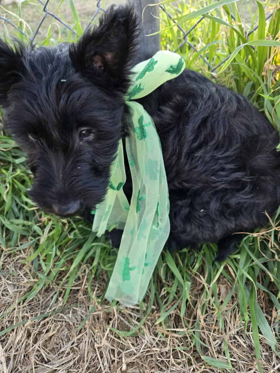 A.K.C Scottish Terroirs Puppis in TX 1 Boy 3 girls image 6