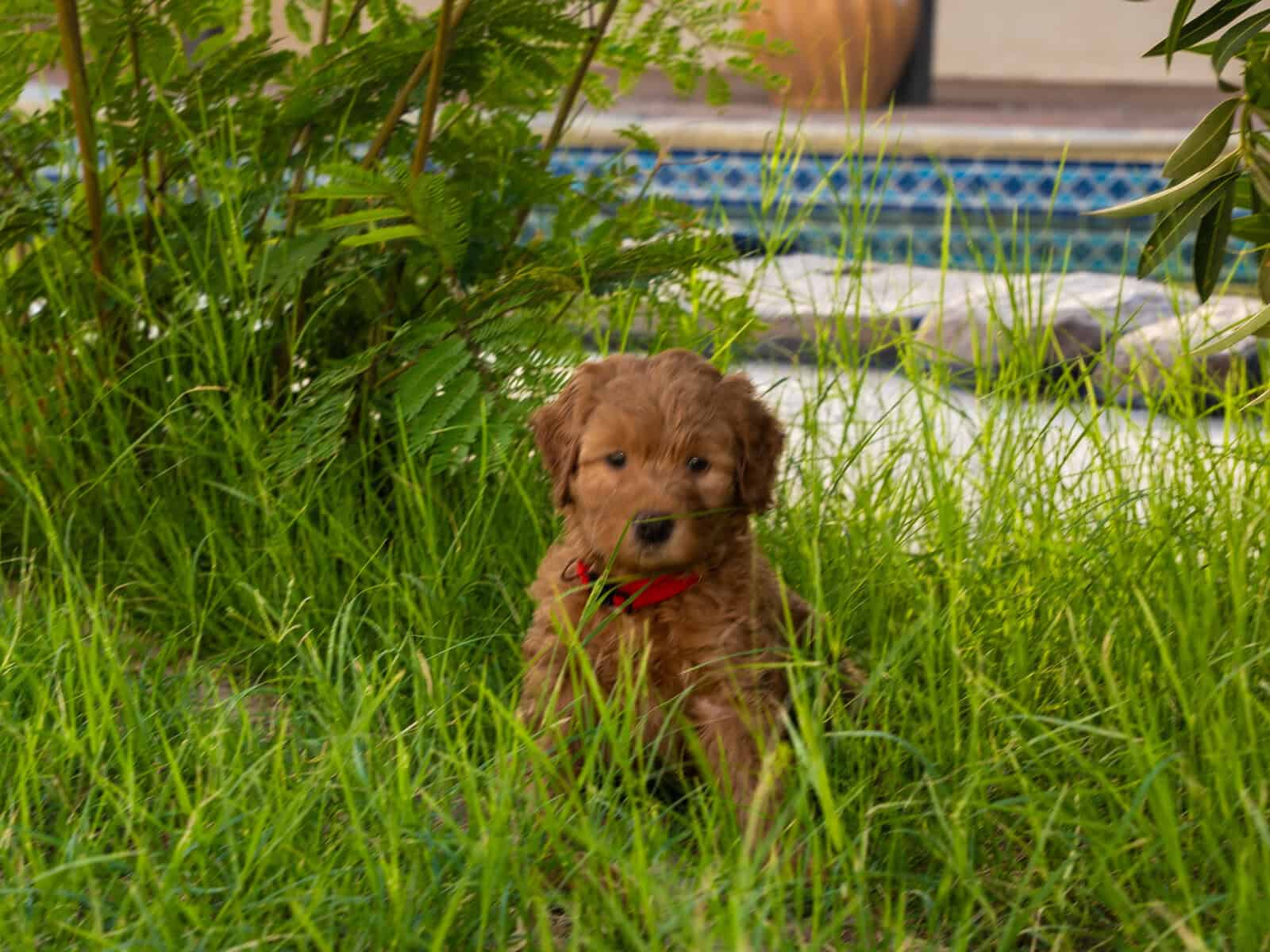 Sriracha - Family raised Female F1B Goldendoodle image 3