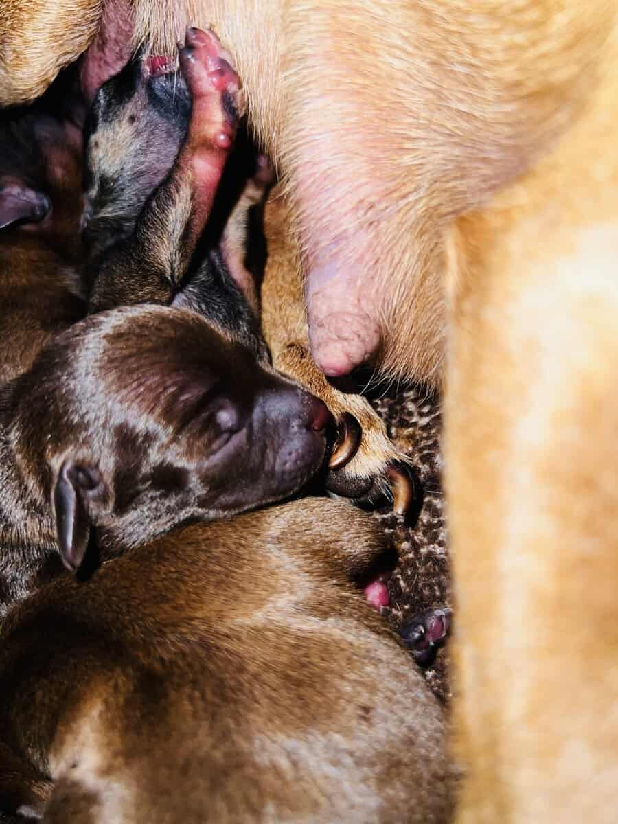 Chihuahuas image 9