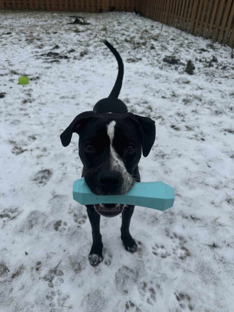 1.5 year old Pitt terrier looking for forever home image 1