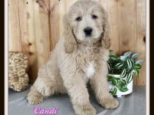 Candi Female Goldendoodle