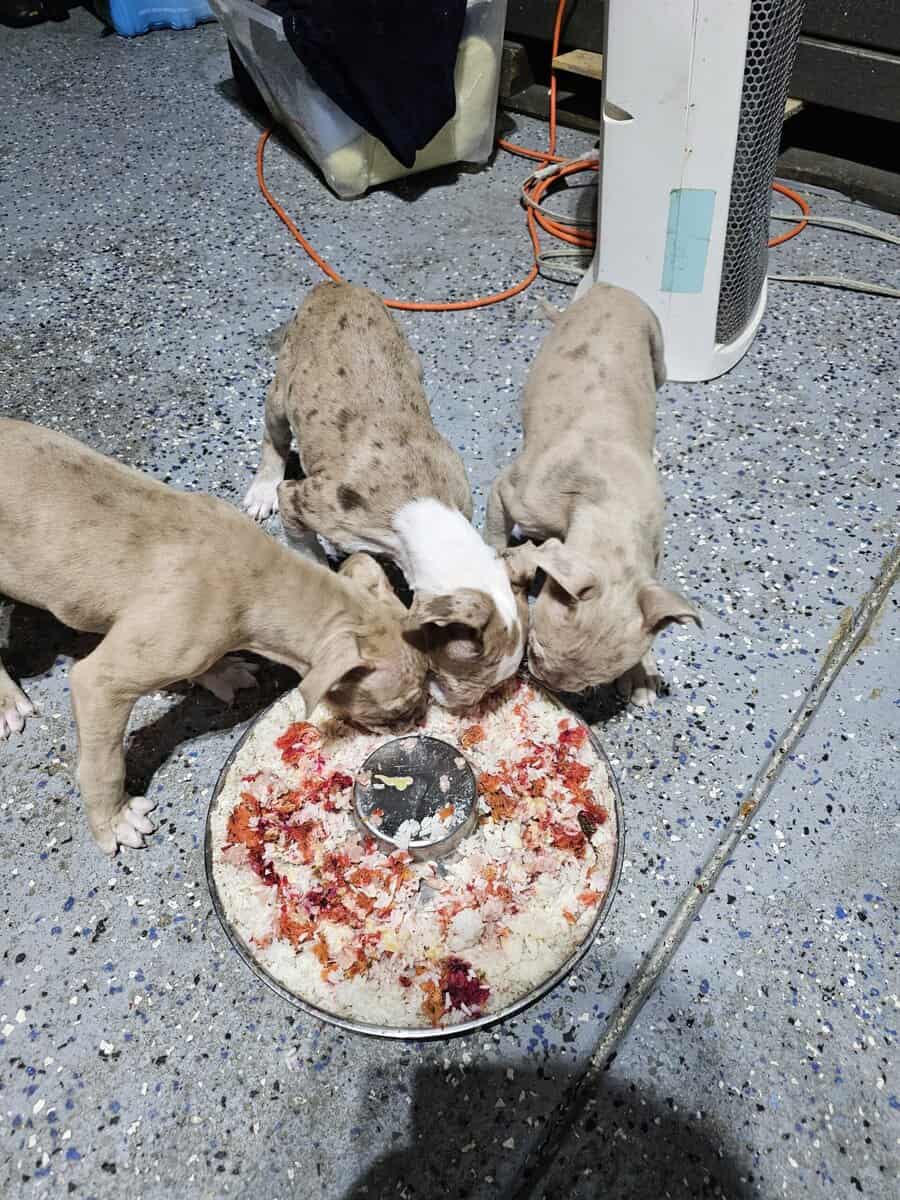 Bully puppies for sale image 2