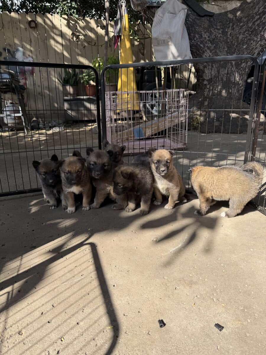 belgian husky puppies image 2