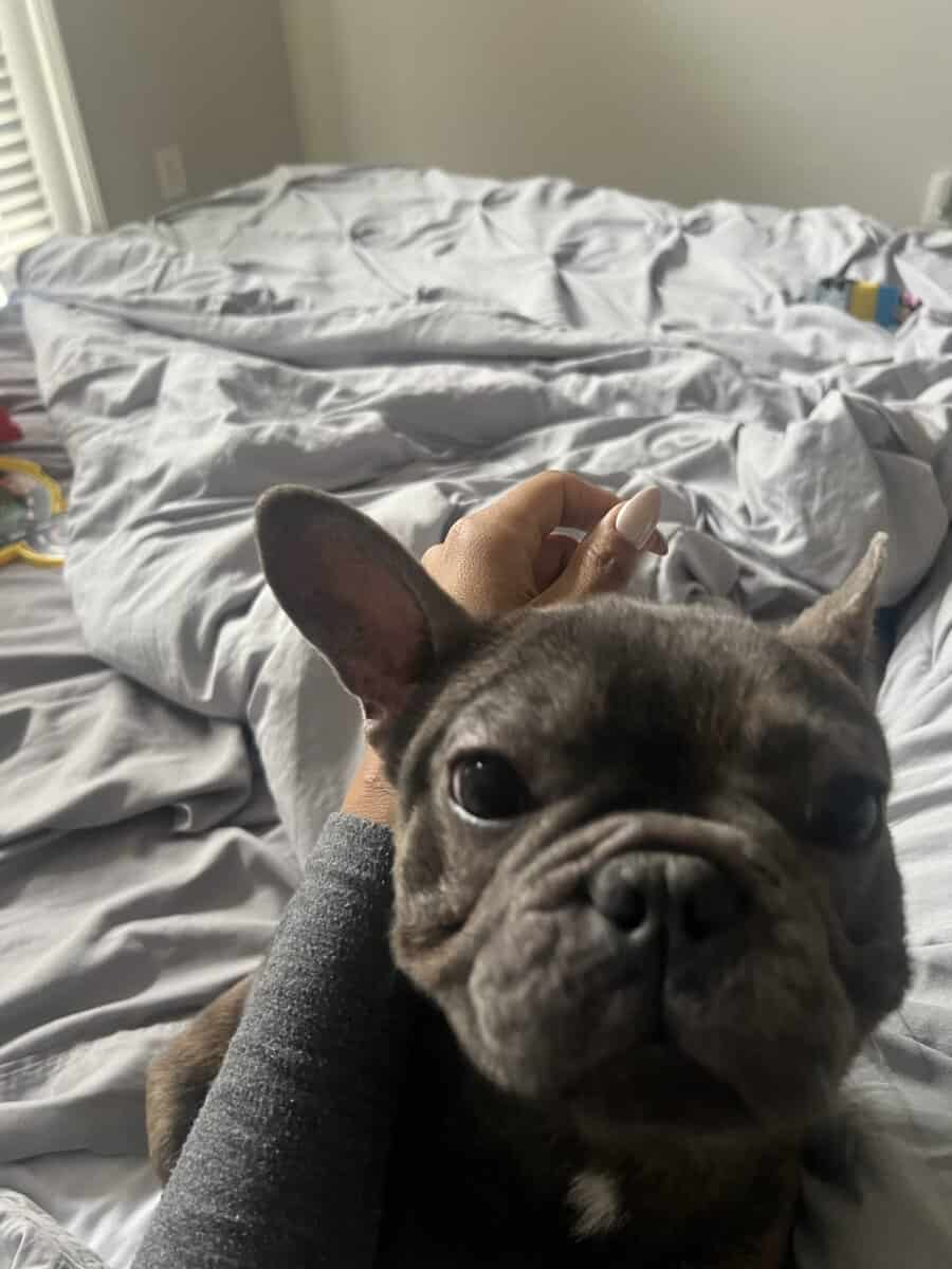 Sweet Frenchie needs home image 2