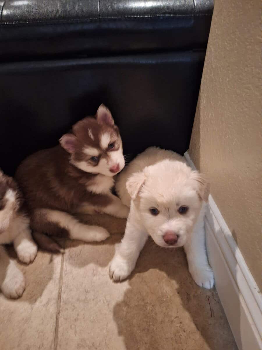 Siberian Husky Puppies image 5