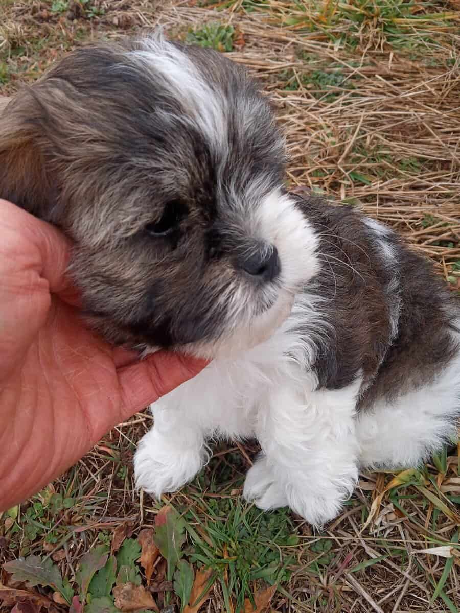 Shihpoo puppies image 3