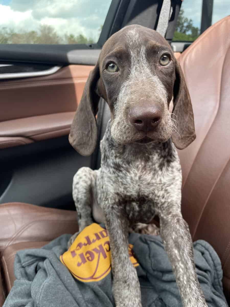 Meet Tucker image 1