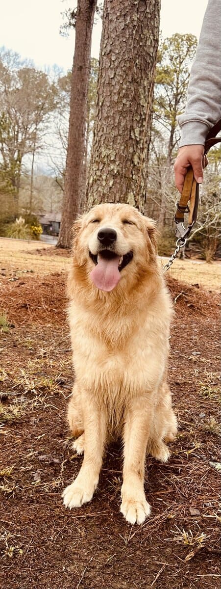 Golden Retriever image 6