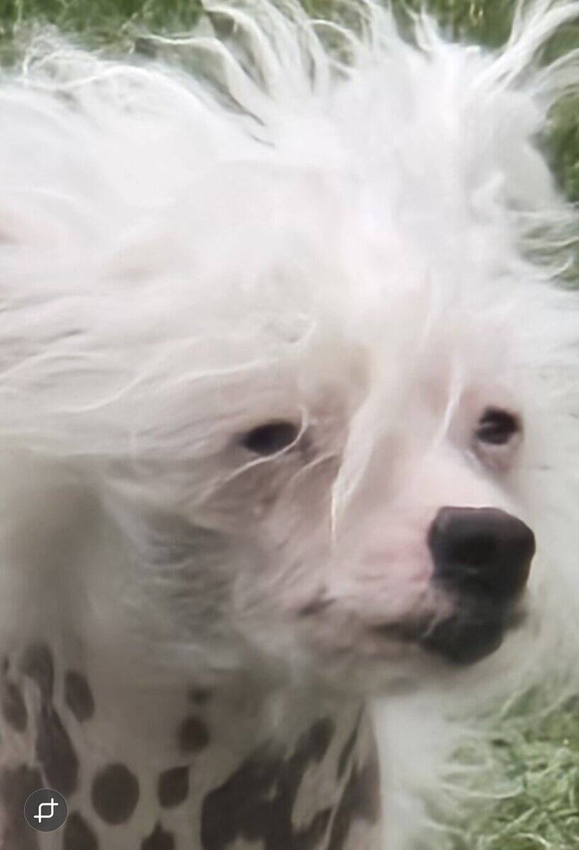 Chinese crested H.H Ship Included image 10